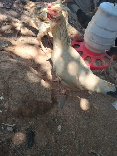 Galinha Bota Ovos Azuis