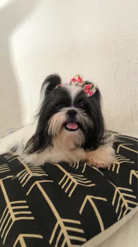 Shitzu fêmea para cruzar .