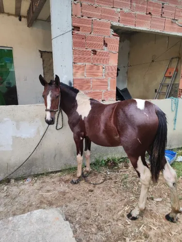 Vendo essa porda