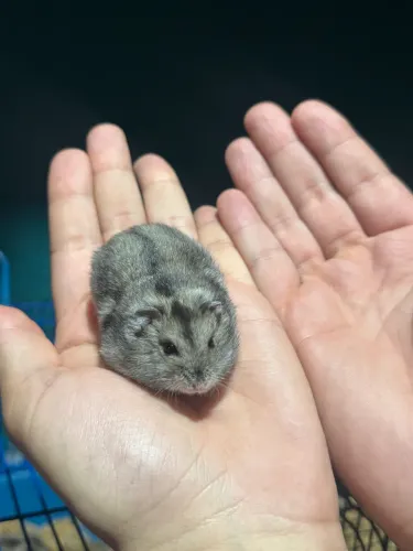 Hamster Anao Russo/ Sirio / Gerbil