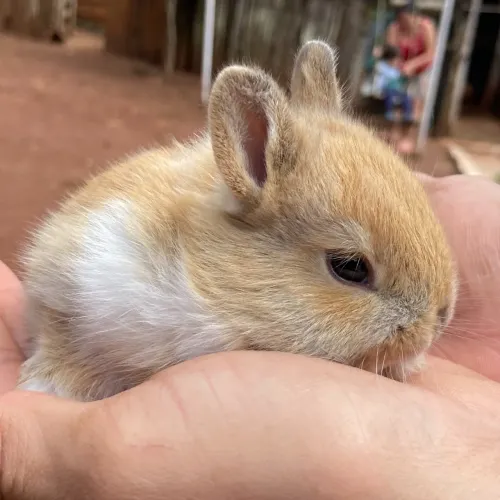 Mini coelhos