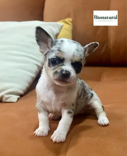 Chihuahua machinho