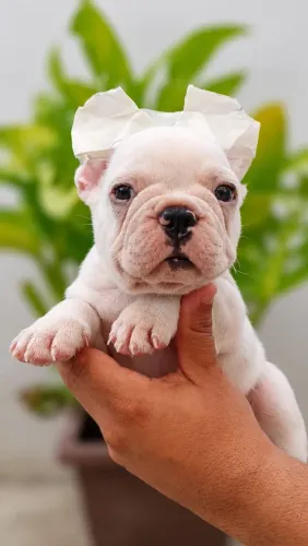 Filhote de bulldog francês macho 10x sem juros