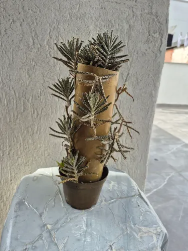 Suculentas e outras plantas