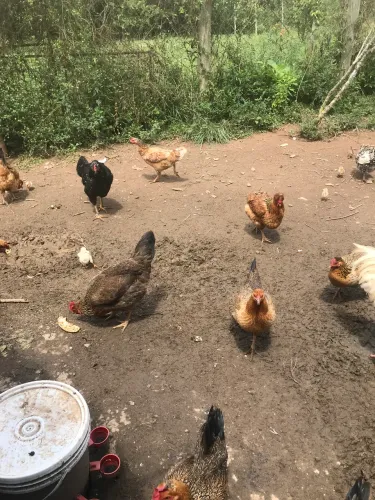 Galinha caipira