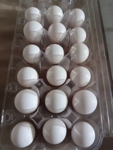 Ovos férteis das codornas Bob White.