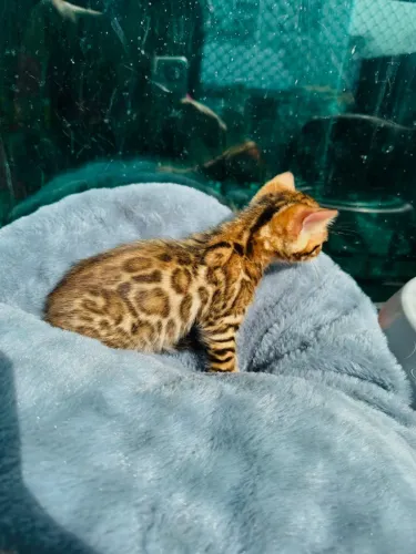 Gatinho Bengal de Pelagem Brown