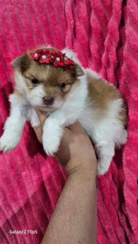 Spitz alemão - fofura de 4 patas