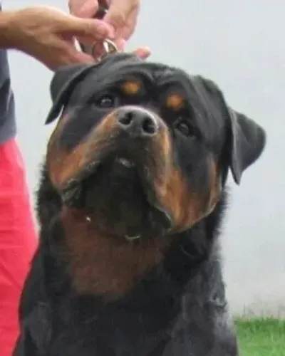 Rottweiler filhotes alto padrão! Pedigree CBKC