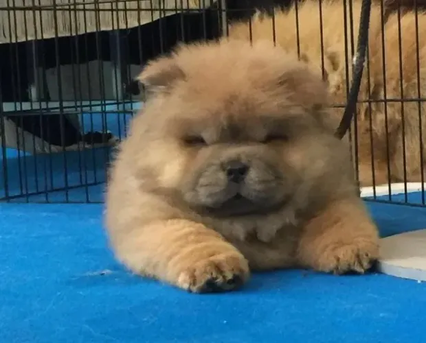 Filhotes de Chow Chow | Abra o coração: adote um rabinho abanando!