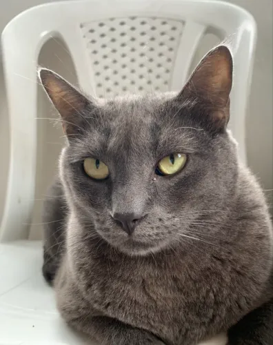 Gatos castrados para adoção responsavel