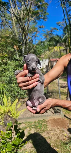 Galgo Italiano Macho - Qualidade Top