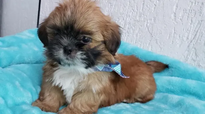 Lhasa Apso Mini Macho Compacto e Muito Fofo