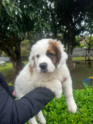 Sao bernardo macho branco e marrom  com 55 dias vacinado e vermifugado 