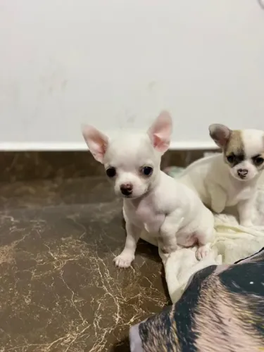 Chihuahua Lindos filhotes, á pronta entrega, garantia total de saúde em contrato