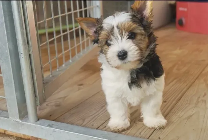 Biewer Terrier Macho Tricolor Cheio de Energia e Fofura