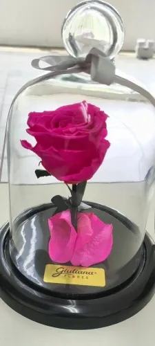 Rosa Encantada Giuliana Flores 