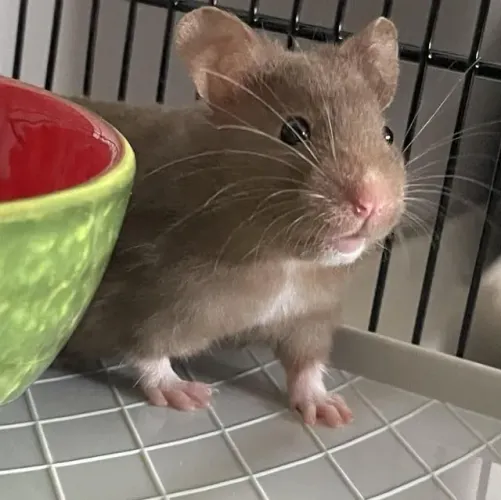Hamster sírio filhote doação