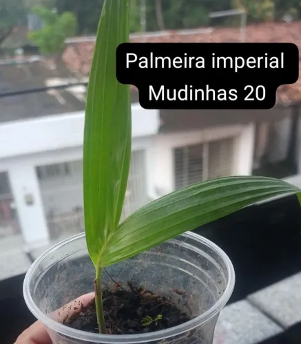 Plantas
