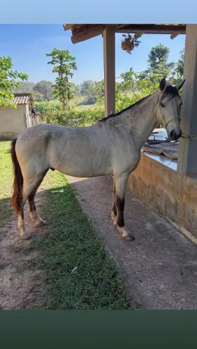 Cavalo docil idade 6 anos