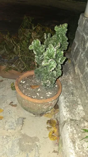 Linda planta a um preco especial