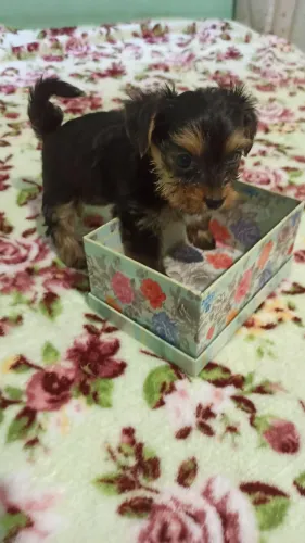 Yorkshire terrier mini