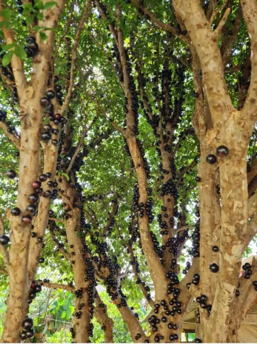 Vendo jabuticabeira produzindo! Árvore de 20 anos