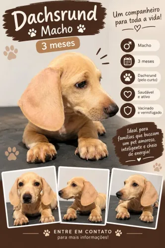 Filhote de Dachsrund macho creme
