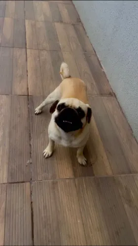 PUG LINDÃO. MACHO COM 1 ANO E 4 MESES SÓ