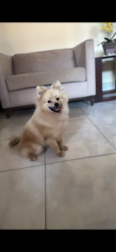 spitz alemão Lulu da pomerania 