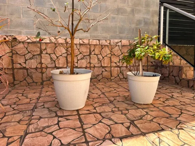 Vasos de planta