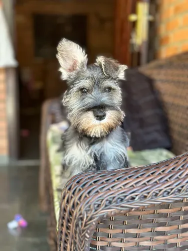 Filhote de Schnauzer com pedigree