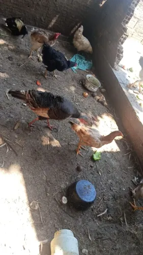 Casal de perú