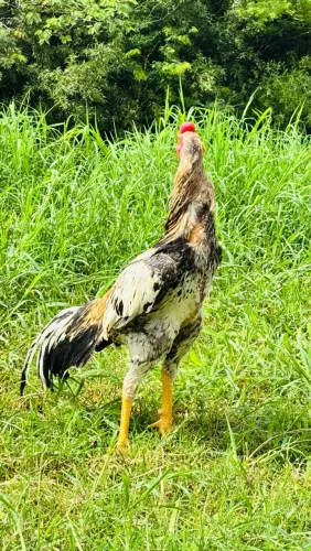 Galo índio