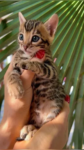 Bengal
