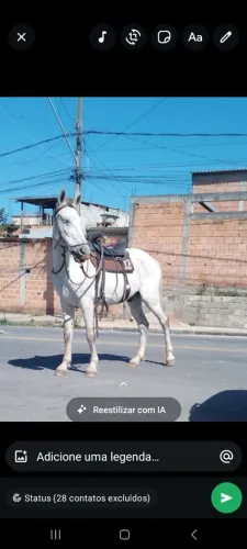 Estou vendendo um cavalo, tem seis anos marcha batida macia , cavalinho quente ? 