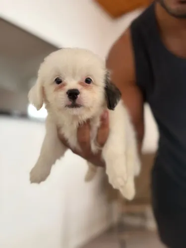 Vende-se SHIH TZU FILHOTE