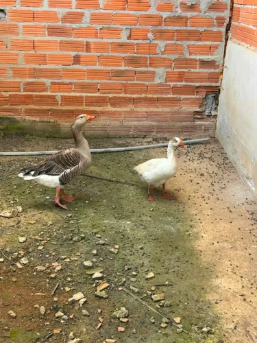 Vendo lindo casal de ganso .