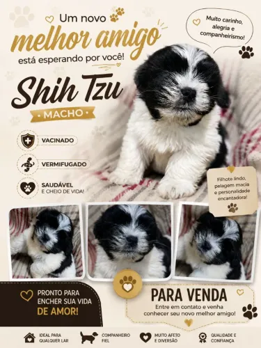 Shih tzu macho 