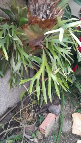 Chifre de veado plantado