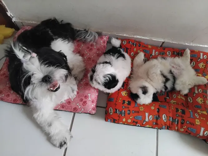 Filhote ShihTzu
