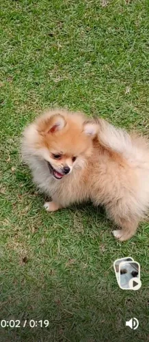 Filhote Spitz Alemão 3 meses