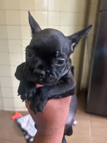 Vende-se buldogue francês