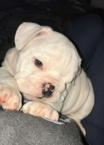 American Bully - Seu Novo Parceiro De Aventuras 