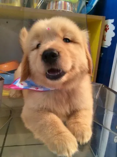 Golden Retriever Um Filhotinho Para Aquecer Até Os Dias Mais Difíceis 