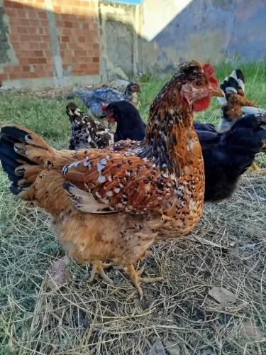 Galinha balão sertaneja gsb