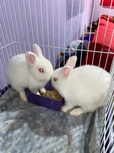 Mini coelho Netherland Dwarf