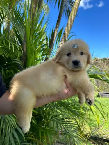 Filhotes de Golden Retriever Puro com Pedigree