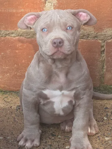 Pit monster, vacinado ,vermifugado, pedigree ibc 