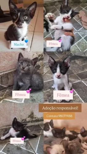 Lindos filhotes para adoção responsável.